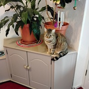 7th Jun 2024 - Holly sitting near the Peace Lily and Saint Joseph 's Coat plants