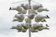 3rd Jun 2024 - Day 5 - The purple martins