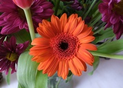 7th Jun 2024 - gerbera