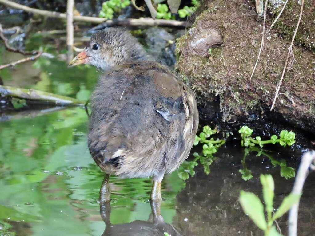 Cheeky, straggly moorhen  by orchid99