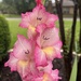 Rainy gladiolus  by louannwarren