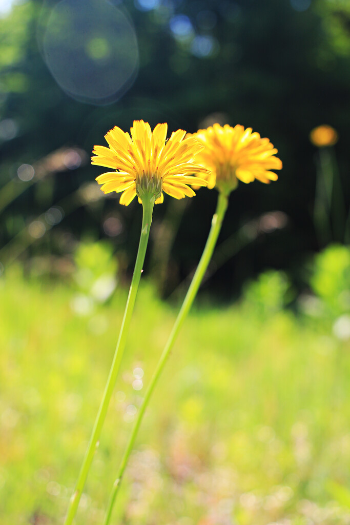 Welcoming Summer by juliedduncan