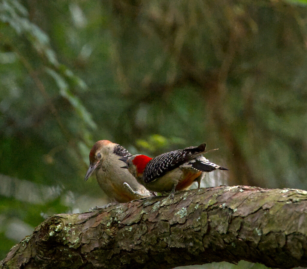 Fledgling and mother by peachfront