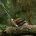 Fledgling and mother