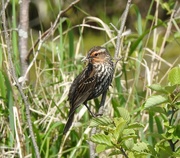 2nd Jun 2024 - Ms Red-winged Blackbird