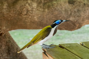 7th Jun 2024 - Blue Faced Honeyeater