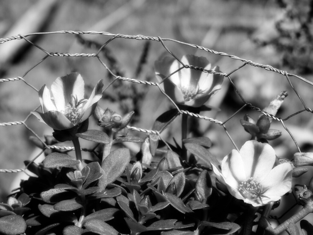 Purslane inside its protective cage... by marlboromaam