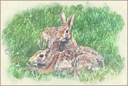 7th Jun 2024 - Bunny Buddies