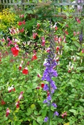 6th Jun 2024 - Salvias, 