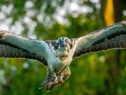 5th Jun 2024 - Head on with an Osprey.