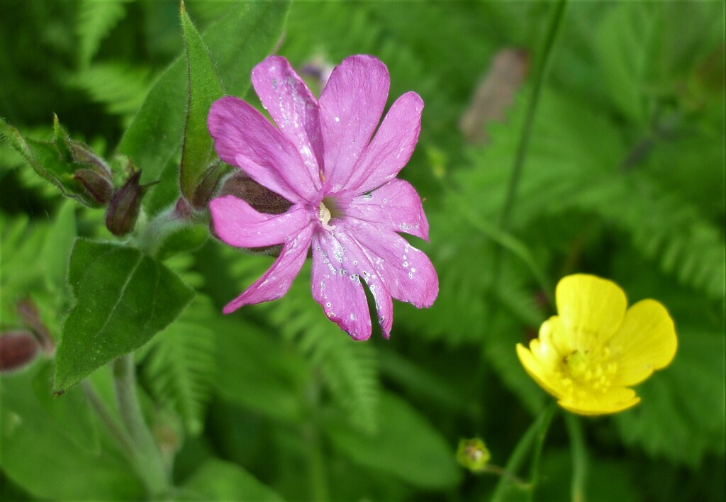 Orchard Flowers  by countrylassie