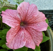 5th Jun 2024 - Pretty Petunia 