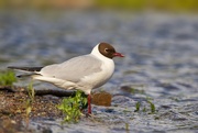 7th Jun 2024 - Black-headed gull