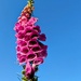Towering foxglove  by boxplayer