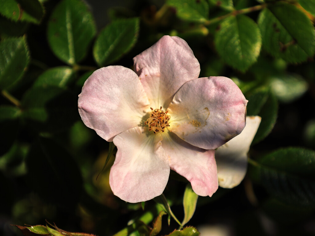 Rosa Multiflora by neil_ge