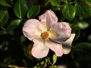 7th Jun 2024 - Rosa Multiflora