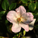 Rosa Multiflora by neil_ge