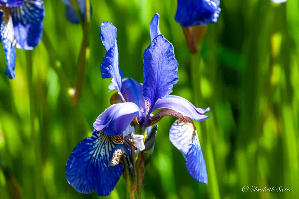 Iris sibirica by elisasaeter