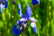 7th Jun 2024 - Iris sibirica