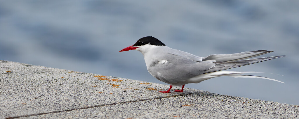 Arctic Tern by lifeat60degrees