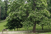 6th Jun 2024 - Petal Covered Lane