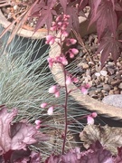 7th Jun 2024 - Heuchera Flowers