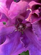 2nd Jun 2024 - Clematis Flower