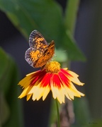 7th Jun 2024 - LHG_1325 Pearl Crescent 