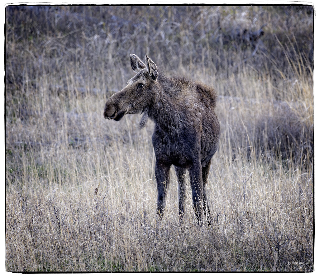Moose In Yellowstone by bluemoon