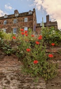 5th Jun 2024 - POPPIES.