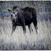 Mama Moose by bluemoon
