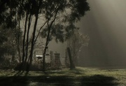 9th Jun 2024 - Zeke in the early morning mist....