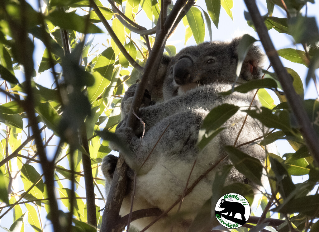 Emerson well settled by koalagardens
