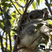 Emerson well settled by koalagardens
