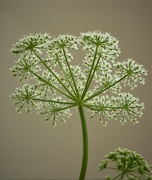 5th Jun 2024 - Queen Ann's Lace 