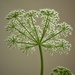 Queen Ann's Lace  by countrylassie
