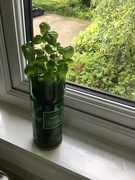 7th Jun 2024 - Basil