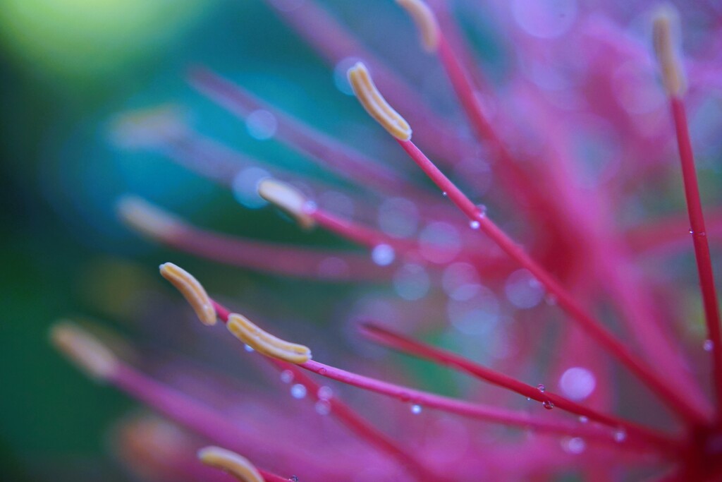 Allium Fireworks by photohoot