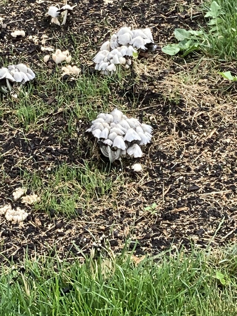 Mushroom Clumps by spanishliz