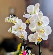 7th Jun 2024 - Glorious orchid 