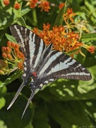 29th May 2024 - Zebra Swallowtail