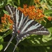 Zebra Swallowtail by rhoing