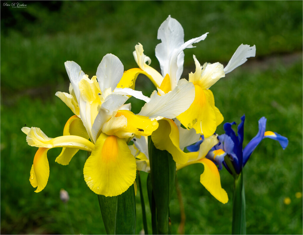 Random Irises by pcoulson