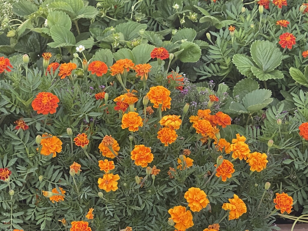 6 6 Marigolds  by sandlily