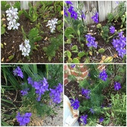 8th Jun 2024 - Lovely Larkspur