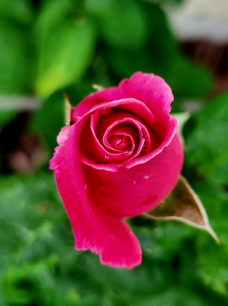 A Rose Bud  by jo38