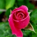 A Rose Bud 