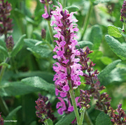 7th Jun 2024 - Salvia