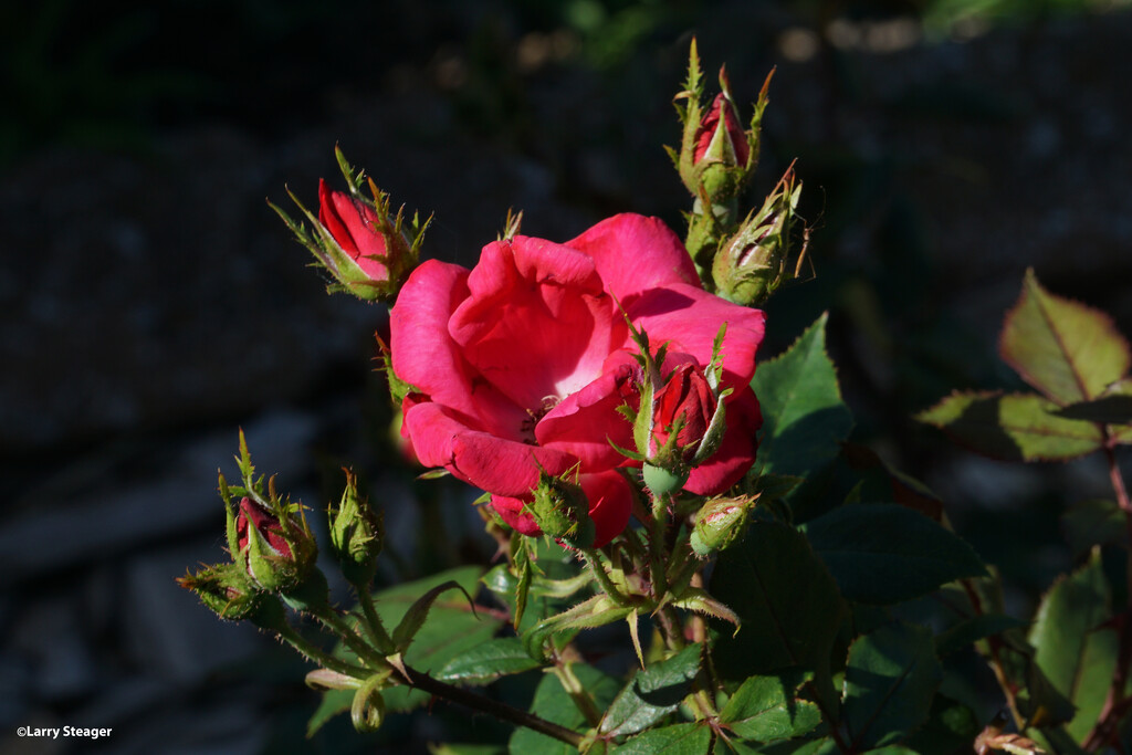 Open red rose by larrysphotos
