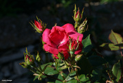 7th Jun 2024 - Open red rose